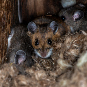 Mice & Rats in Kansas City, KS